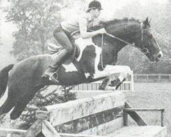 Samber - Coloured Dutch Warmblood Horse